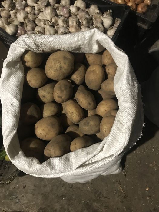 Картопля домашня Рівєра