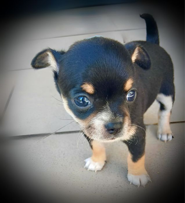 Chihuahua suczka tricolor