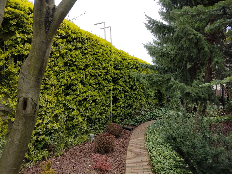 Opieka nad ogrodem, pielęgnacja zieleni