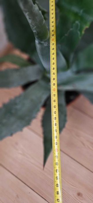 Agawa amerykańska / agave americana Blue ok. 55–60 cm