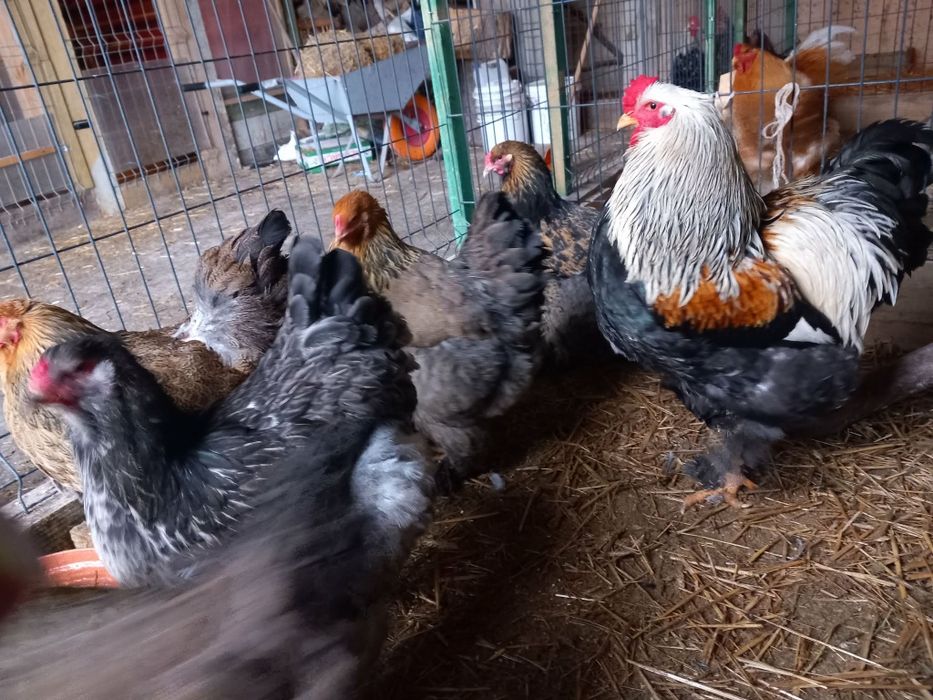 Jaja lęgowe karzełek kochin Brahma silki