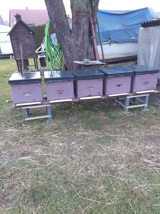 Ule wielkopolskie 12 ramkowe, styropianowe (owipian) Łysoń