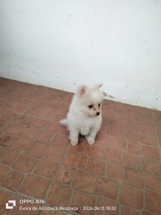 Spitz alemão ( macho) lulu
