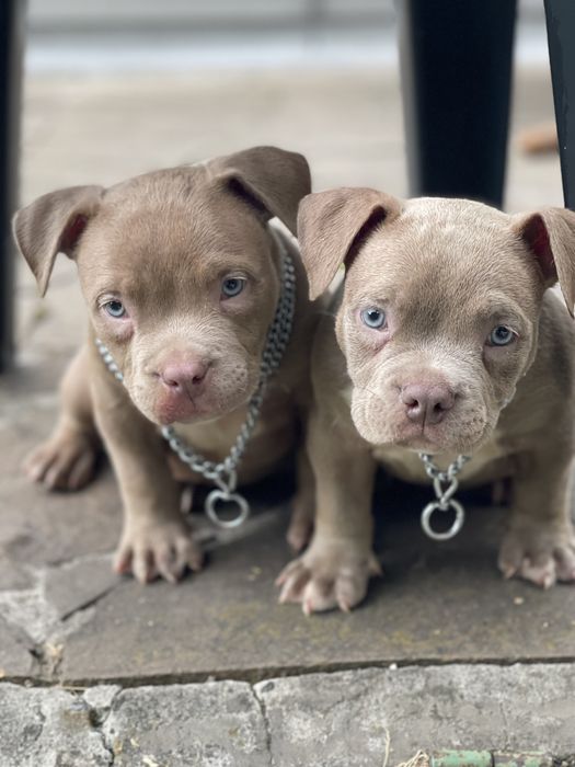 Американский булли