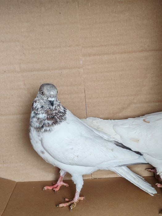 Budapeszt wysokolotny