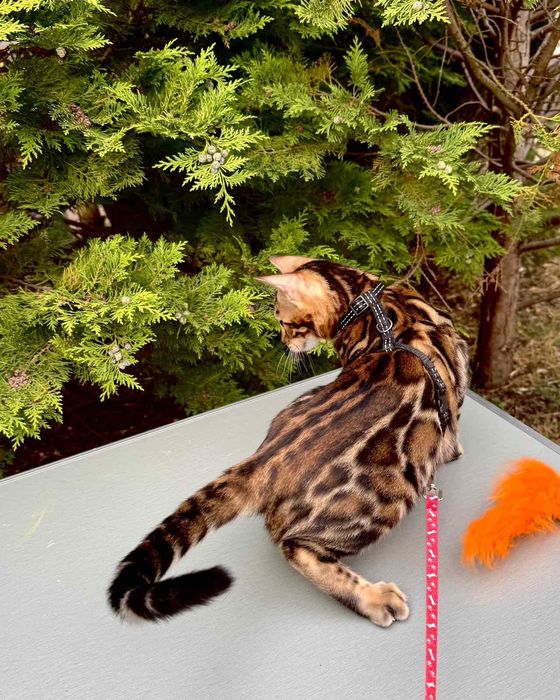 Бенгальская кошка