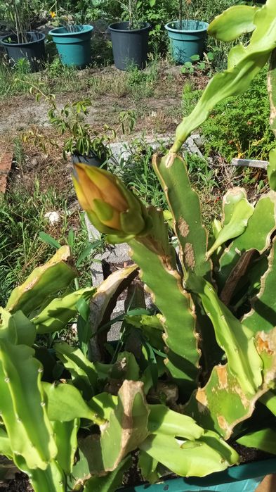 Pitaya amarela enraizada