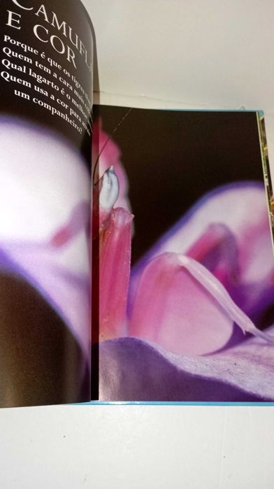 Animais Fantásticos - Perguntas e Respostas