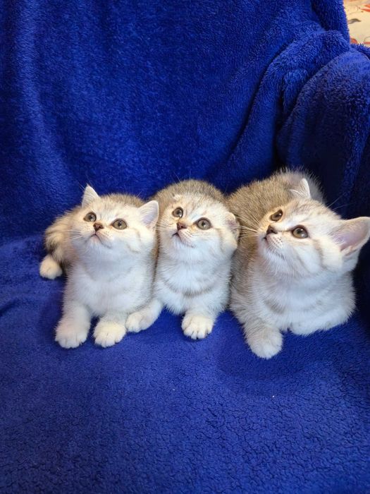 Шотландські котики