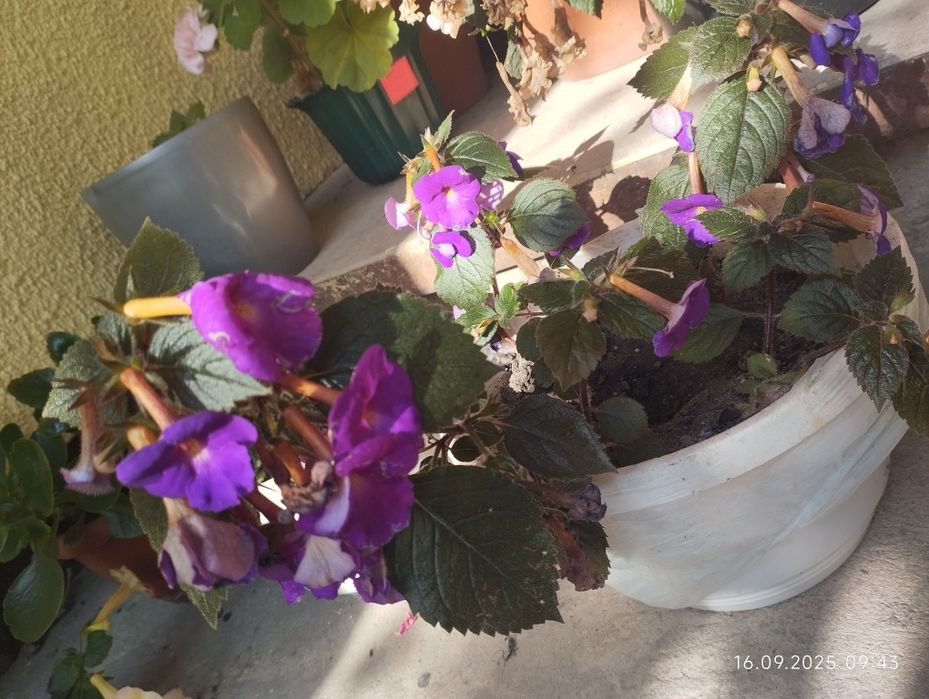 Ахіменеси. В цвіту. Відкопаю разом з різьомою.