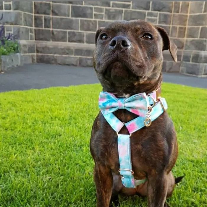 Peitoral arco-iris + trela conjunto