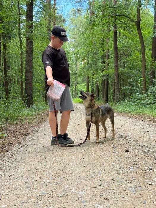 Spokojny pies do adopcji – wierny towarzysz na lata