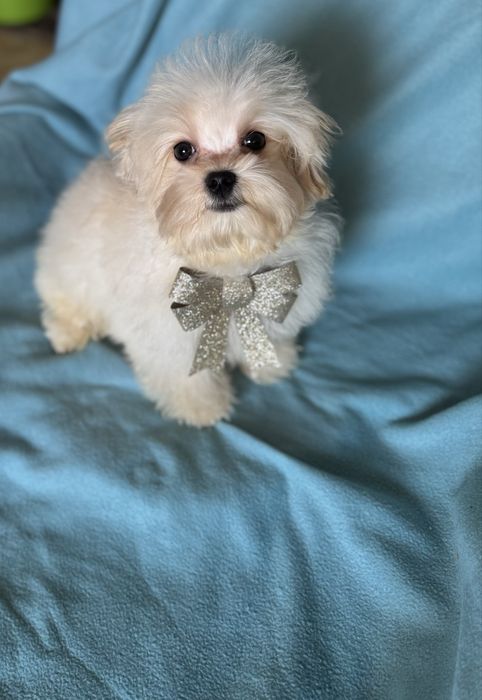 Шикарний хлопчик Мальтіпу.