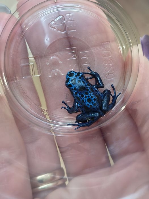 Dendrobates Tinctorius Azureus