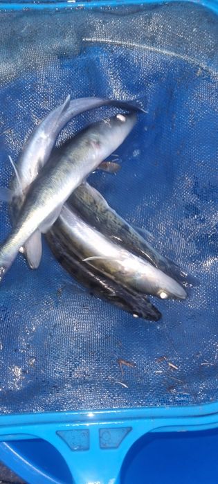 Narybek I kroczek amura