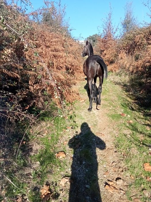 Vendo poldro cruzado lusitano com 1 ano e meio