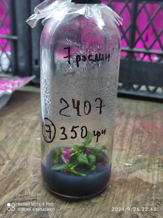 Фласка, орхідеї,дітки 2024 року посіву