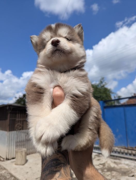 Малюки  хаскі! Продам