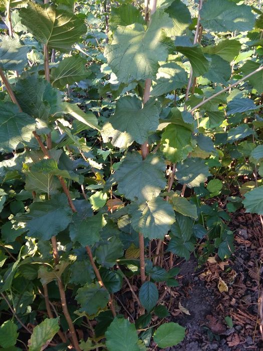 Саджанцi фундука.