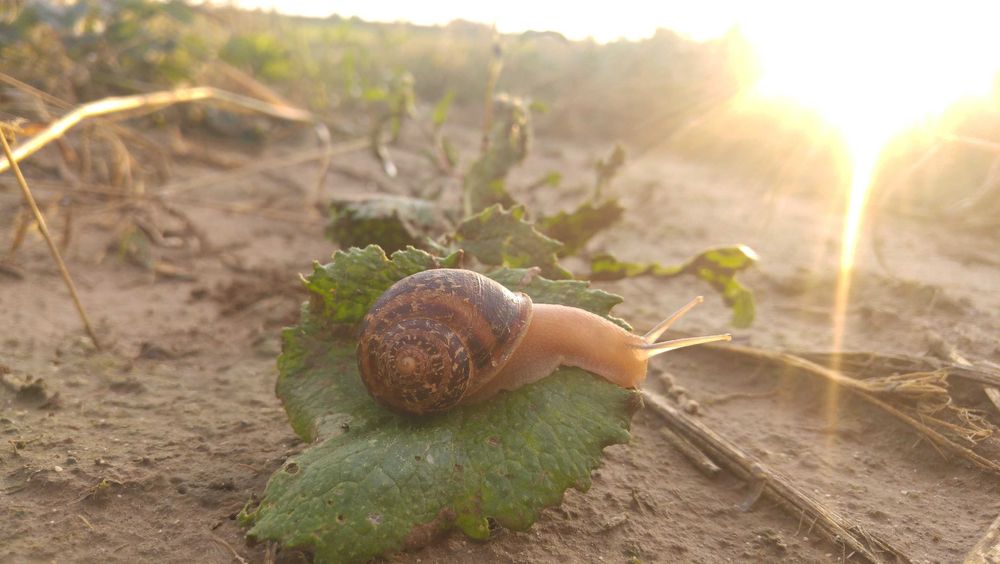 Hodowla ślimaków, oseski Helix Aspersa Muller i Maxima DOFINANSOWANIA