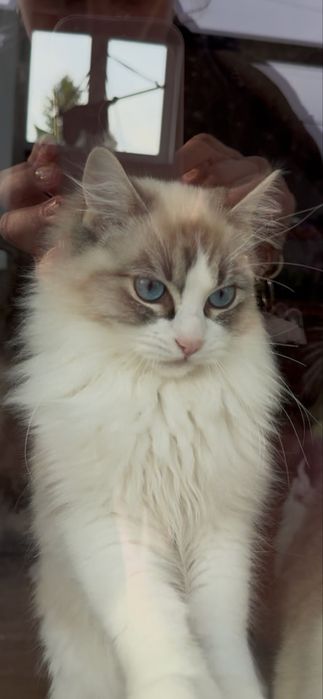 Piękny kotek rasy ragdoll
