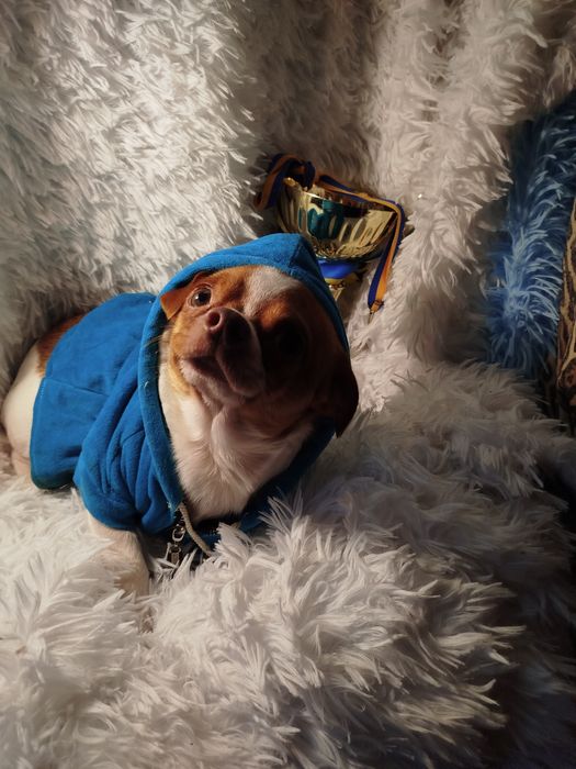 Мальчик чихуахуа белый с рыжиа нам 2 год ищем заботливые руки