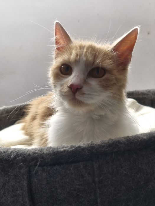 Cudny Kajtuś do adopcji
