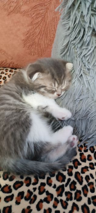 Кошенята шотландські