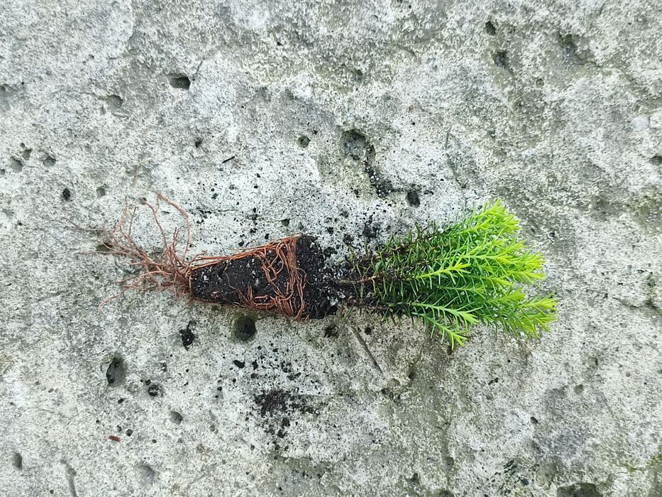 Укоріненні черенки туї Тедді