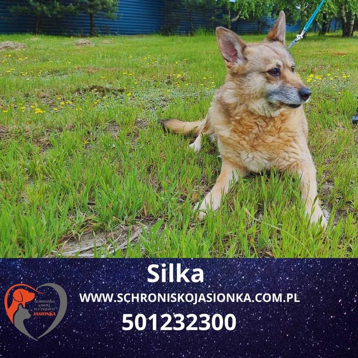 SILKA do adopcji – Schronisko Jasionka
