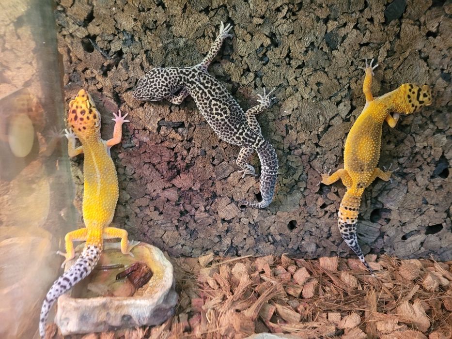 Gekony lamparcie, gekon lamparci Gdynia, jaszczurki