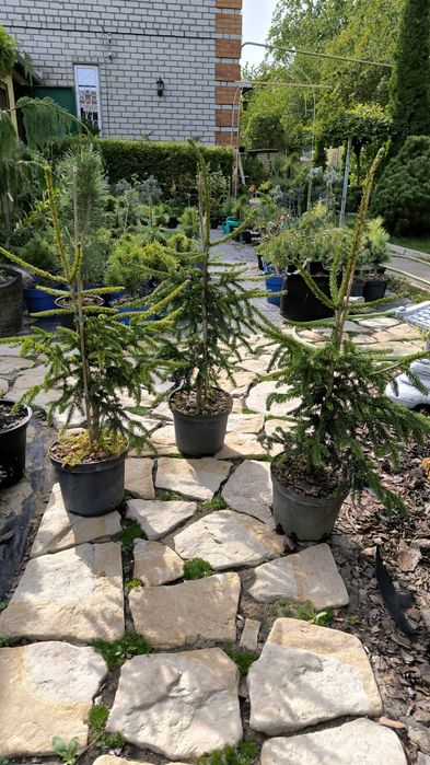 Ялина східна Ауреоспіката (picea orientalis Aureospicata)