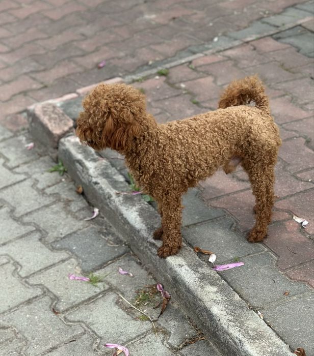 Suczka Cockapoo/ Cocapoo - Cocker Spaniel +Pudel miniaturowy