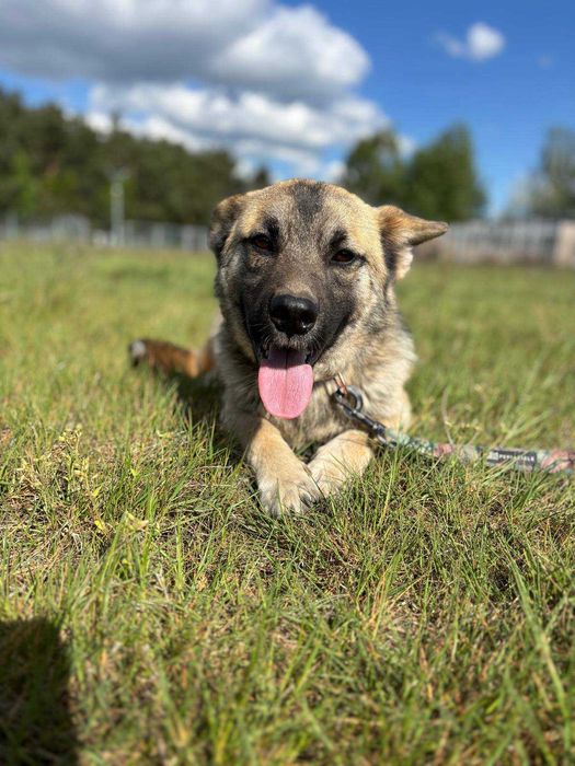 Młody Corgi szuka domu