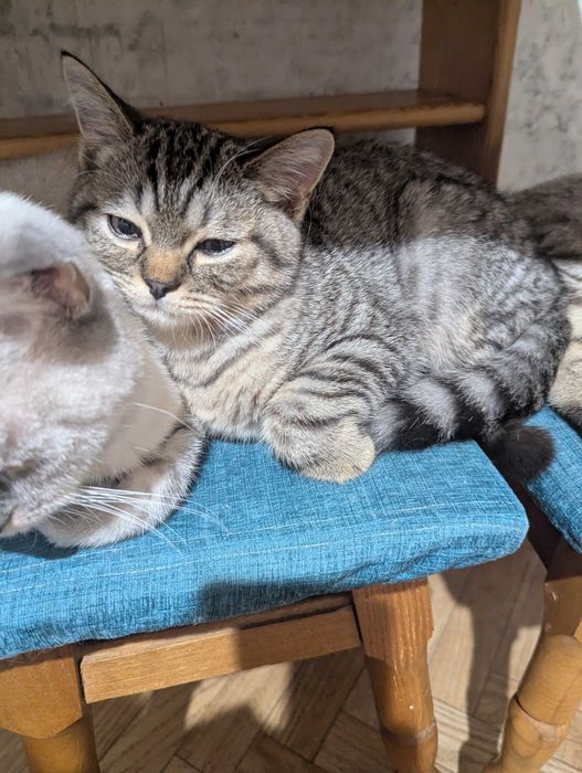 Продам кошения хлопчик