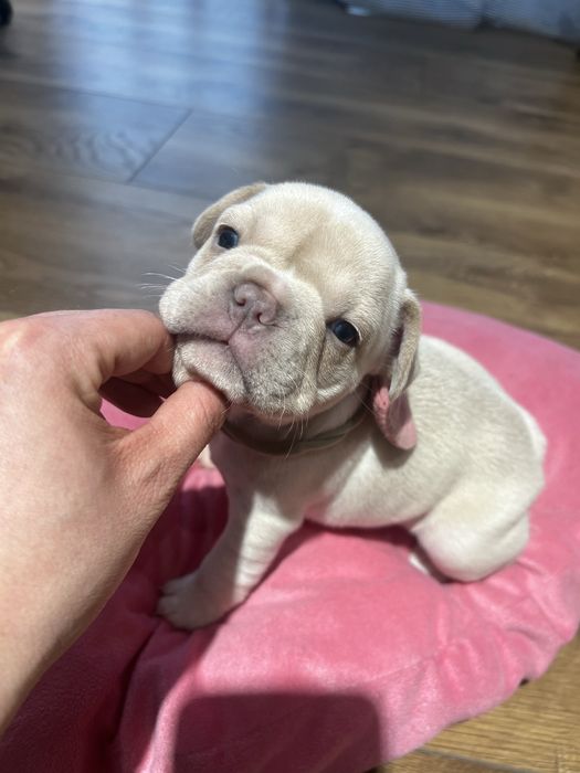 Buldog francuski kremowy lilac platynowy new shade isabella platinum