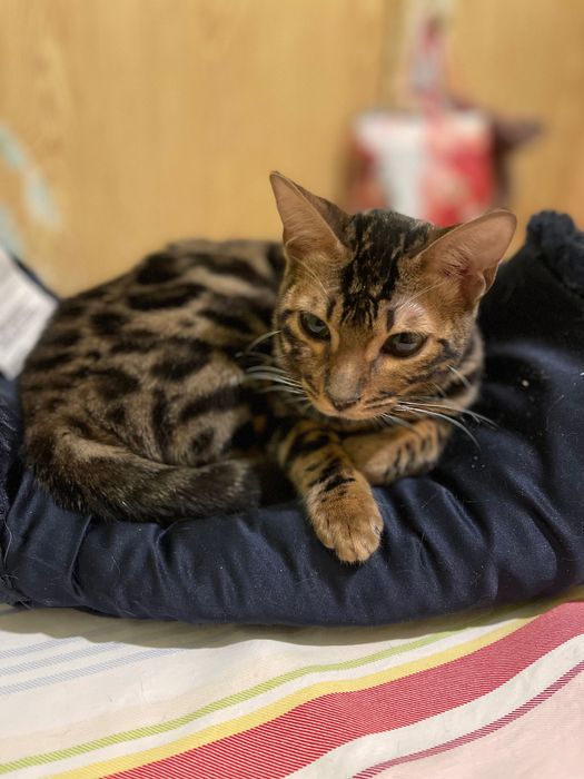 Котята котики отдам  котенок девочка