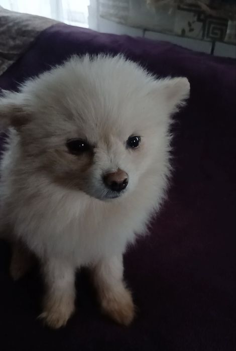 Мальчик шпица в поисках семьи