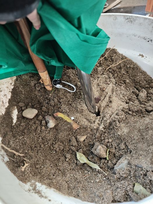 Rapis wyniosły, Rhapis excelsa, Palma biczowa