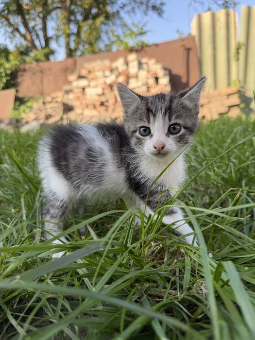 Віддамо кошеня у добрі руки