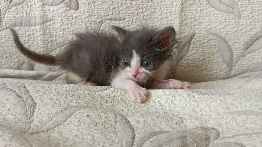 Котенята безкоштовно майже 2 місяці