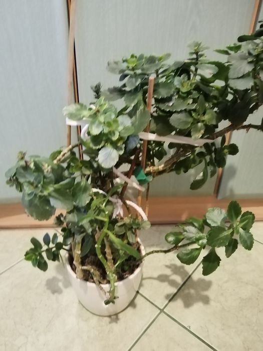 Sprzedam duży kwiat kalanchoe.