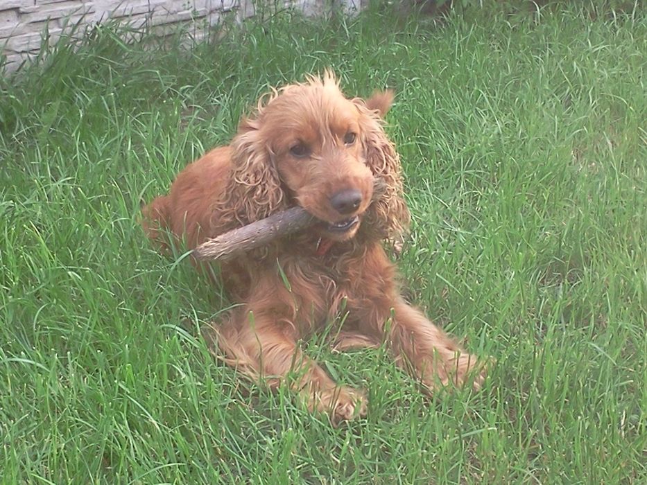 Cocker spaniel suczka