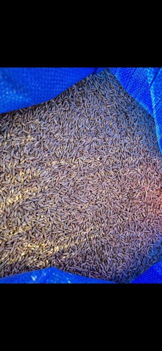 Sprzedam żyto ekologiczne certyfikat