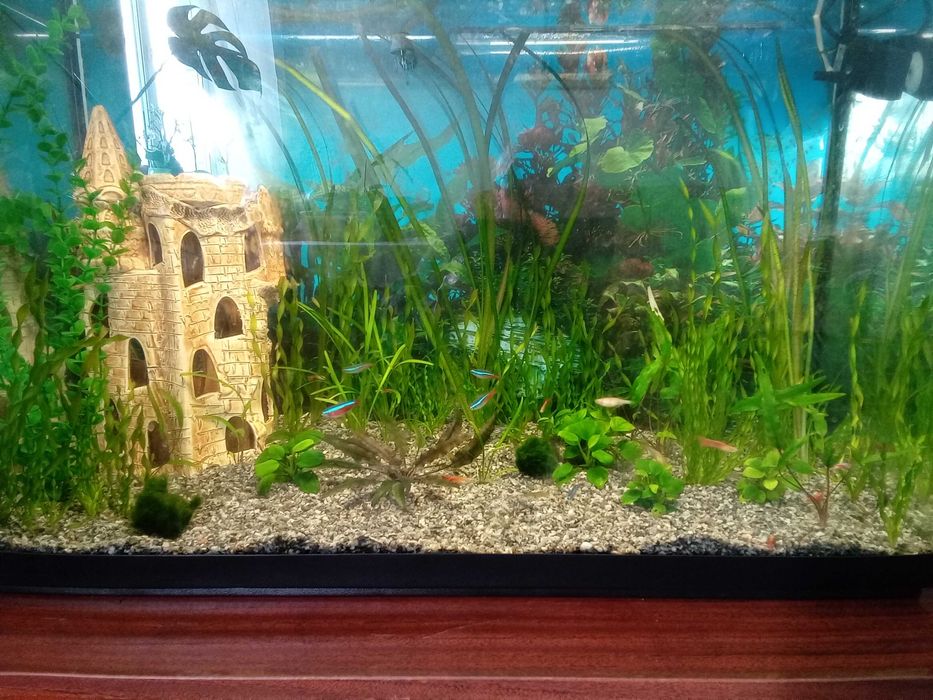 Акваріум 150л. 800х500х350.