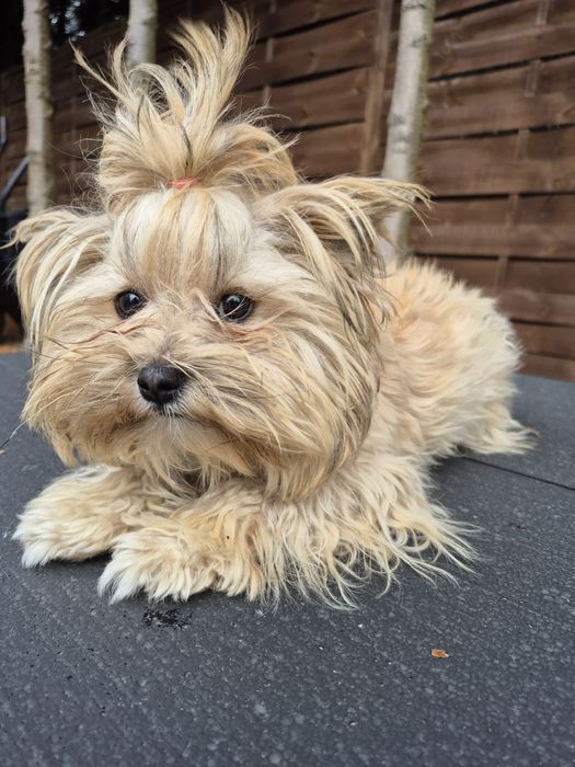 York Shire Terier  Golddust  Suczka