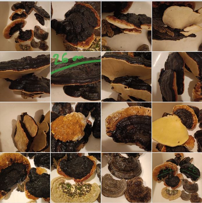 Grzyby kanie - suszone kapelusze