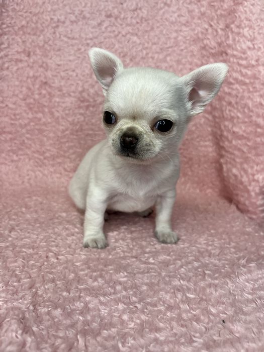 Chihuahua Femea Super Pequenina