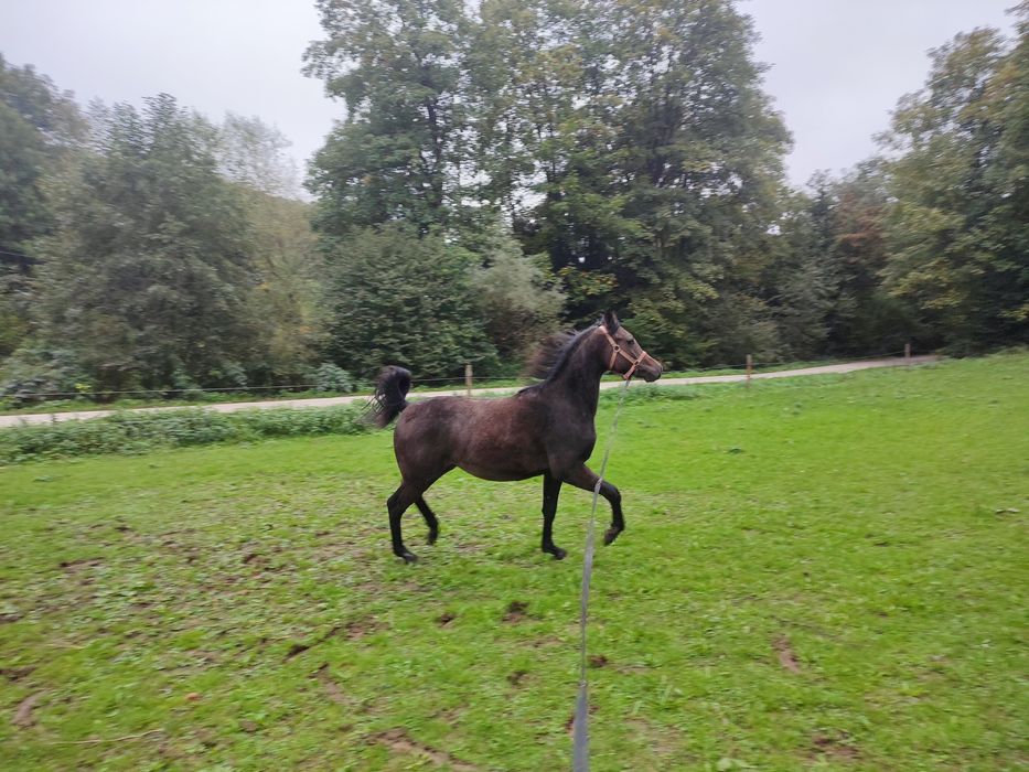 Sprzedam ogierka OOxAPH