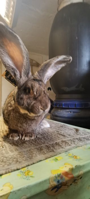 Króliki olbrzym belgijski